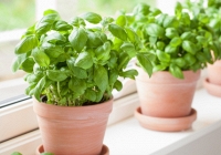 Những loại cây giúp đuổi muỗi hiệu quả