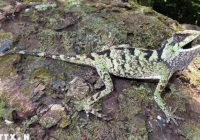 Phát hiện hai loài thằn lằn mới ở Việt Nam