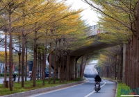 Sắc vàng cây bàng lá nhỏ: Dấu ấn giao mùa trên đường phố Hà Nội