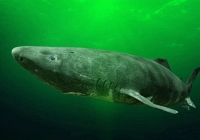 Nhật Bản giải mã thành công bí mật trường thọ của cá mập Greenland