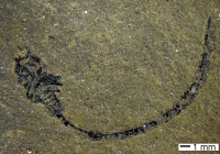 Hóa thạch loài cá cổ đại mở ra bước ngoặt trong giải mã lịch sử tiến hóa động vật có xương sống