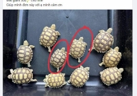 Gỡ bỏ 10 nhóm kín rao bán động vật hoang dã trên mạng xã hội
