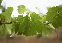 Lá nho, “kho báu dinh dưỡng” bị lãng quên