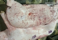 C.P. Việt Nam ‘thắng pháp lý’ vụ heo bệnh, nhưng liệu có đủ để xoa dịu niềm tin người tiêu dùng?