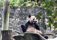 Gấu trúc – những 'ông, bà hoàng lười biếng' đáng yêu nhất tại Công viên Gấu trúc Thành Đô