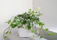 7 cây NASA khuyên trồng