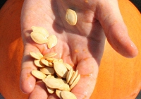 Gần đến Tết, chị em càng nên ăn 1 nắm “trân châu giòn” này mỗi ngày để điều hòa kinh nguyệt, cải thiện nội tiết