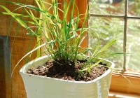 5 loại cây đuổi muỗi, ruồi, gián hiệu quả, lại dễ trồng, không tốn diện tích: Nhà nào cũng nên có ít nhất 1 cây