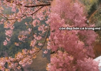 Những ngày cuối năm, dân mê xê dịch lại ngược vùng cao Tây Bắc để 'săn' loài hoa báo hiệu xuân sớm