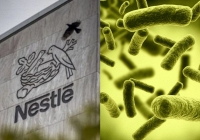  Vì sao chỉ một loại vi khuẩn lại khiến 'ông lớn' ngành sữa Nestlé phải thu hồi hàng loạt sản phẩm?