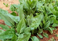 Đừng bỏ lỡ 3 loại rau mùa thu rẻ tiền nhưng là 'vua canxi tự nhiên' cho cả gia đình