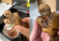 Nhiều chị em trồng gừng bonsai nhưng chẳng được mấy ngày đã thối um cả nhà, đây là lý do chí mạng