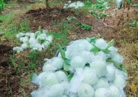 Tôi biếu thông gia giàu 1 yến ổi vườn nhà trồng, ai ngờ họ làm một việc khiến tôi cười ra nước mắt, không biết đáp lại ra sao