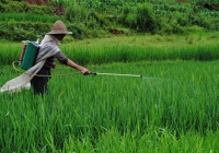 Anh công bố 12 loại rau quả 'ngậm thuốc trừ sâu' nhiều nhất năm 2025: Loại quả đứng đầu danh sách với 99% thuốc trừ sâu vượt quá tiêu chuẩn