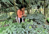 Minh bạch nguồn gốc dược liệu: Chìa khóa để bảo vệ sức khỏe người tiêu dùng