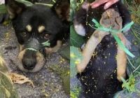 Chú chó bị bịt miệng, trói chân rồi bỏ ở nơi hẻo lánh, hình ảnh hiện trường khiến dân mạng Hàn Quốc phẫn nộ