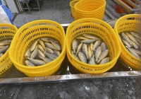 Loại cá là “thần dược” bồi bổ sức khỏe, nâng cấp nhan sắc cho nữ giới nhưng không phải ai cũng biết mà ăn