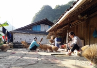 Rộn ràng làng hương Phja Thắp mỗi độ Tết về