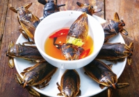 Cà cuống, nhớ chút hương xưa...