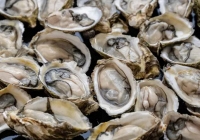 Keo sinh học lấy cảm hứng từ hàu có thể thay thế nẹp, vít kim loại trong phẫu thuật xương