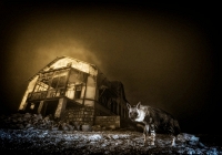 Bức ảnh “ma mị” về linh cẩu trong thị trấn ma giành giải Nhiếp ảnh gia động vật hoang dã 2025