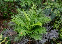 Lần đầu phát hiện dương xỉ có khả năng “tinh luyện” đất hiếm