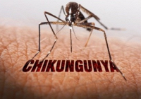 Sở Y tế TP.HCM: Tích cực giám sát và dự phòng bệnh Chikungunya