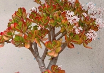 3 cây càng trồng lâu gia đình càng hưng thịnh, con cháu đời sau dễ thành tài 