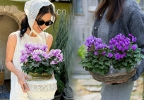 Hoa anh thảo đang hot, vừa dễ trồng lại giúp nhà thêm phúc khí, hoa nở từ Noel đến sau Tết, chị em tha hồ mà chơi