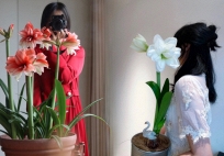 Nhiều chị em đang mê đắm loài hoa này: Cắm bình cũng đẹp, để cả chậu cũng sang, Tết nhìn là thấy giàu