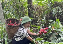 Dược liệu Việt Nam: Giàu tiềm năng nhưng còn nhiều “nút thắt” trên hành trình vươn ra thị trường lớn