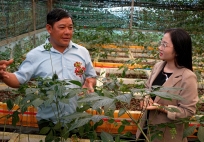 Vua sâm Ngọc Linh kể chuyện giữ ‘quốc bảo’ giữa ma trận sâm giả tràn lan