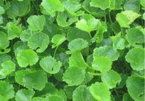 Ra chợ gặp rau này nên mua luôn, rẻ tiền mà chống rụng tóc “thần sầu”, giúp tóc con mọc lên tua tủa