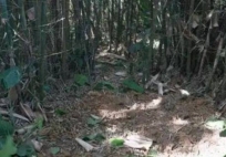 Đang đào giun thấy xẻng chạm phải vật cứng, lão nông dân run rẩy phát hiện kho báu nặng 30kg ngàn năm tuổi còn nguyên vẹn