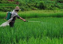 Anh công bố 12 loại rau quả 'ngậm thuốc trừ sâu' nhiều nhất năm 2025: Loại quả đứng đầu danh sách với 99% thuốc trừ sâu vượt quá tiêu chuẩn