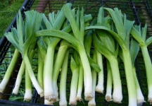 8 loại rau mà người Nhật ăn mỗi ngày, càng ăn càng khỏe, sống lâu: Ở chợ Việt mua rất dễ