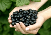 Loại quả nhỏ bé được vinh danh “Hương vị của năm 2026”: Giàu vitamin C vượt trội, tốt cho tim mạch và miễn dịch