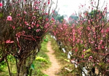 Hải Dương kêu gọi người dân, doanh nghiệp mua đào Tết giúp nông dân