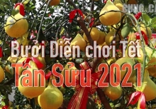 Bưởi Diễn chơi Tết đổ bộ về TP.HCM, giá hàng chục triệu khách vẫn chi tiền đặt cọc sớm