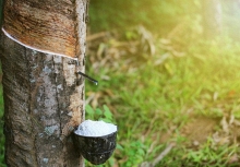 Sàn cao su châu Á ngập sắc đỏ do COVID-19