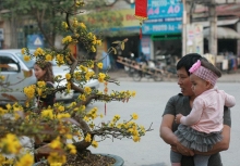 Có gì ở lễ hội mai vàng An Nhơn – Bình Định?
