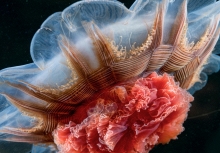 Những tác phẩm được National Geographic trao giải 'Bức ảnh của năm'