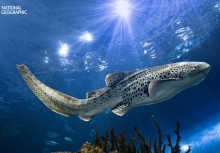 Những bức ảnh động vật hoang dã ấn tượng nhất năm 2023 trên National Geographic