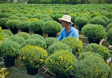 Làng hoa Tết miền Tây rộn ràng những ngày cuối năm