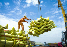 Giá gạo Việt Nam xuất khẩu tiến gần mốc 1.000 USD