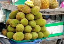 Mít tố nữ xuất xứ Bến Tre đắt hơn Đồng Nai 5.000 - 10.000 đồng/kg