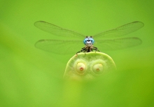 Bộ ảnh về côn trùng chiến thắng cuộc thi ảnh chụp Macro Art 2019