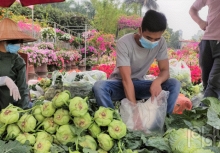 Hàng chục tấn nông sản Hải Dương được người dân thủ đô 'giải cứu' mỗi ngày