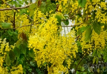 Muồng hoàng yến phủ vàng ven Hồ Tây