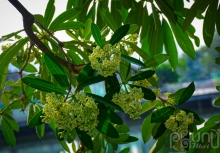 Hoa sữa bắt đầu “xâm chiếm” Hà Nội